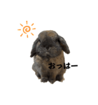 もなうさスタンプ！（個別スタンプ：1）
