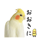 オカメインコひまちゃんの関西弁実写版（個別スタンプ：1）