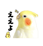 オカメインコひまちゃんの関西弁実写版（個別スタンプ：2）