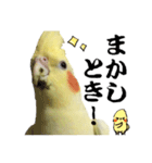 オカメインコひまちゃんの関西弁実写版（個別スタンプ：3）