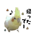 オカメインコひまちゃんの関西弁実写版（個別スタンプ：4）