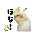 オカメインコひまちゃんの関西弁実写版（個別スタンプ：5）