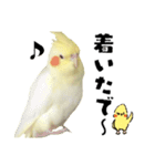 オカメインコひまちゃんの関西弁実写版（個別スタンプ：7）