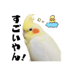 オカメインコひまちゃんの関西弁実写版（個別スタンプ：8）