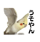 オカメインコひまちゃんの関西弁実写版（個別スタンプ：9）
