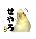 オカメインコひまちゃんの関西弁実写版（個別スタンプ：10）