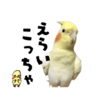 オカメインコひまちゃんの関西弁実写版（個別スタンプ：13）