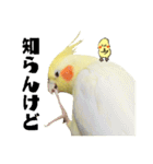 オカメインコひまちゃんの関西弁実写版（個別スタンプ：14）