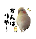 オカメインコひまちゃんの関西弁実写版（個別スタンプ：15）