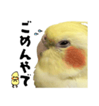 オカメインコひまちゃんの関西弁実写版（個別スタンプ：16）
