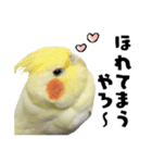 オカメインコひまちゃんの関西弁実写版（個別スタンプ：17）