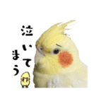 オカメインコひまちゃんの関西弁実写版（個別スタンプ：18）