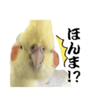 オカメインコひまちゃんの関西弁実写版（個別スタンプ：19）