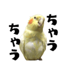 オカメインコひまちゃんの関西弁実写版（個別スタンプ：20）