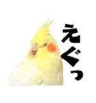 オカメインコひまちゃんの関西弁実写版（個別スタンプ：21）