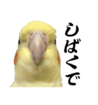 オカメインコひまちゃんの関西弁実写版（個別スタンプ：23）