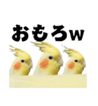 オカメインコひまちゃんの関西弁実写版（個別スタンプ：24）
