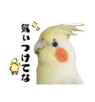 オカメインコひまちゃんの関西弁実写版（個別スタンプ：25）