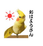 オカメインコひまちゃんの関西弁実写版（個別スタンプ：26）