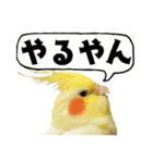 オカメインコひまちゃんの関西弁実写版（個別スタンプ：27）