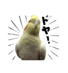 オカメインコひまちゃんの関西弁実写版（個別スタンプ：28）