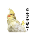 オカメインコひまちゃんの関西弁実写版（個別スタンプ：29）