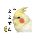 オカメインコひまちゃんの関西弁実写版（個別スタンプ：30）