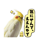 オカメインコひまちゃんの関西弁実写版（個別スタンプ：32）