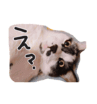 ちかまつが一家（個別スタンプ：6）