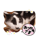 ちかまつが一家（個別スタンプ：15）
