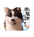 ちかまつが一家（個別スタンプ：22）