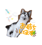 ちかまつが一家（個別スタンプ：23）