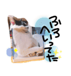 ちかまつが一家（個別スタンプ：27）