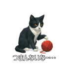 ハチワレ猫（ポリゴン）（個別スタンプ：2）