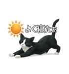ハチワレ猫（ポリゴン）（個別スタンプ：6）