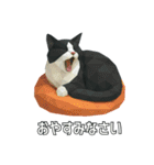 ハチワレ猫（ポリゴン）（個別スタンプ：7）