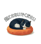 ハチワレ猫（ポリゴン）（個別スタンプ：8）