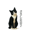 ハチワレ猫（ポリゴン）（個別スタンプ：11）