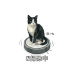 ハチワレ猫（ポリゴン）（個別スタンプ：12）