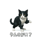 ハチワレ猫（ポリゴン）（個別スタンプ：13）