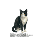 ハチワレ猫（ポリゴン）（個別スタンプ：14）