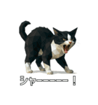 ハチワレ猫（ポリゴン）（個別スタンプ：15）