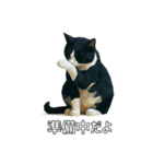 ハチワレ猫（ポリゴン）（個別スタンプ：19）