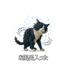 ハチワレ猫（ポリゴン）（個別スタンプ：20）