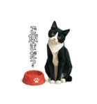 ハチワレ猫（ポリゴン）（個別スタンプ：23）