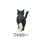 ハチワレ猫（ポリゴン）（個別スタンプ：27）