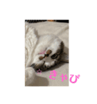ちゃむちゃんスタンプ3（個別スタンプ：1）
