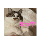 ちゃむちゃんスタンプ3（個別スタンプ：4）