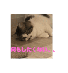 ちゃむちゃんスタンプ3（個別スタンプ：10）