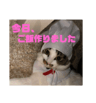 ちゃむちゃんスタンプ3（個別スタンプ：12）